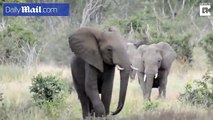 Dozens of elephants spooked by swarm of bees in kruger National Park