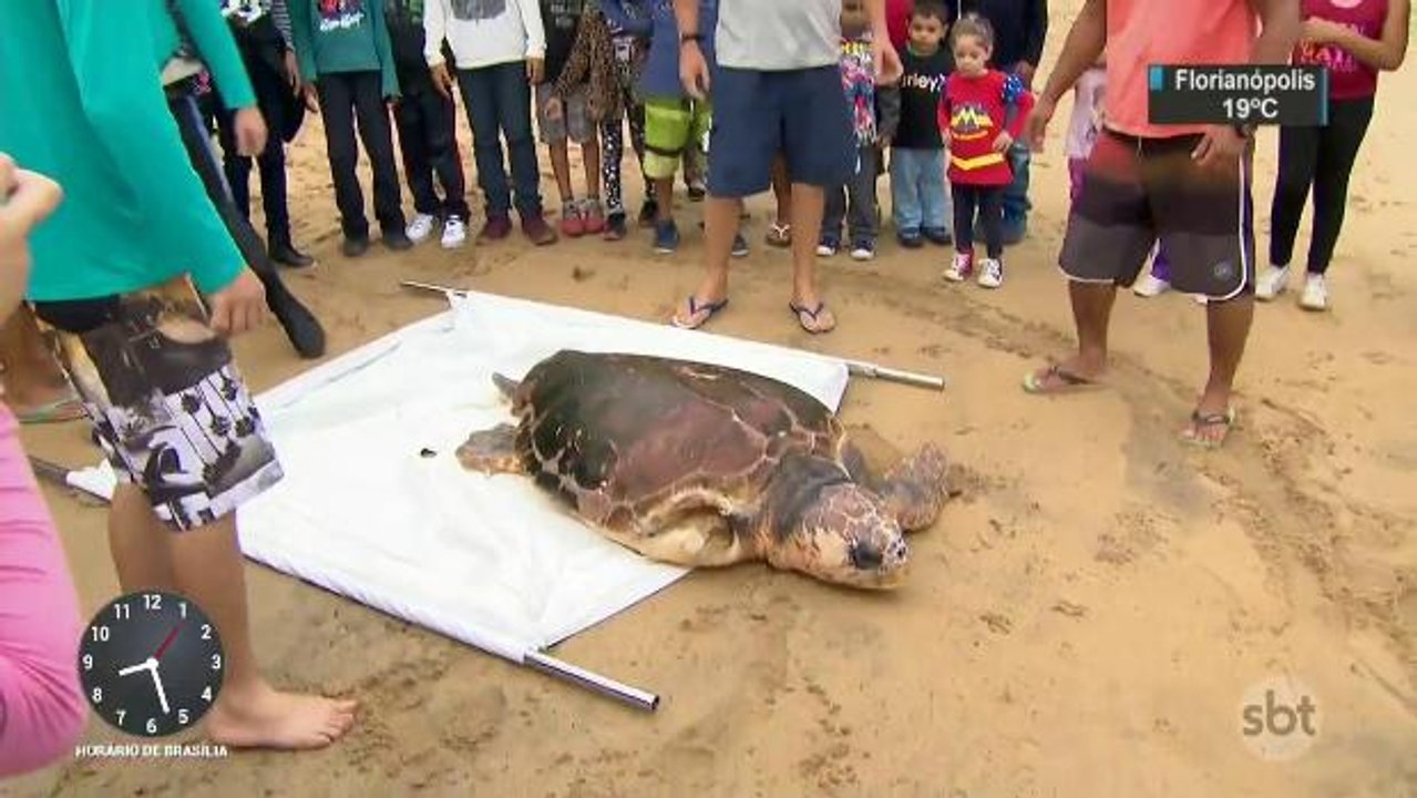Tartaruga gigante retorna ao mar depois de fazer dieta