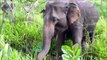 Elephants for Kids - Wild Anmals Video for Children - Elephant