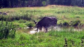 The Moose is Loose - Mose Video fo