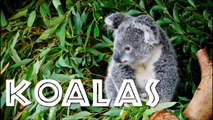 All About Koalas for Kids - Koalas for Children - FreeSchool