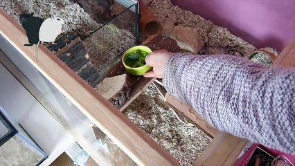 BASIC Hamster & Gerbil Care _ Pets Palace Kids