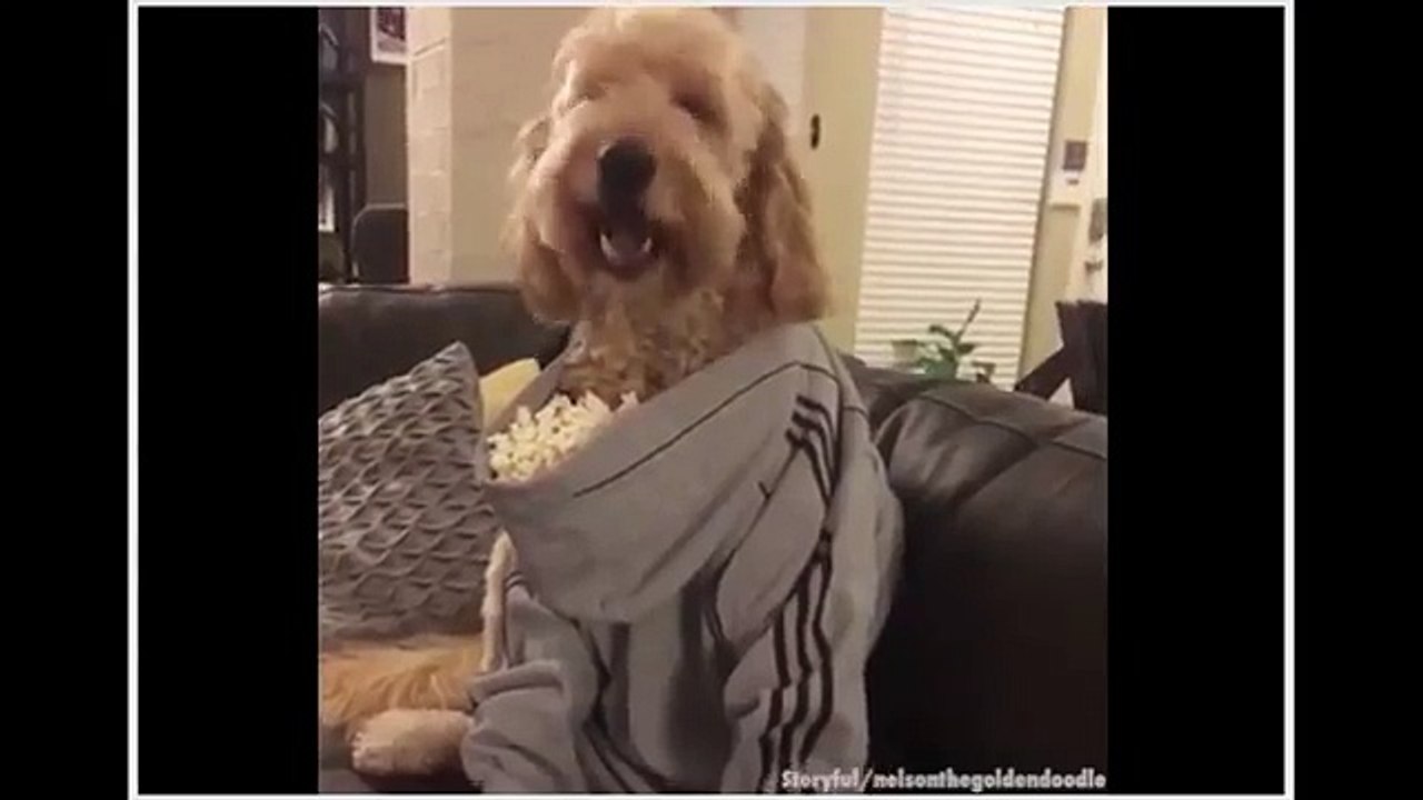 Popcorn Dog