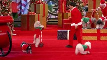 Olate Dogs - Dogs Do Flips and Perform Holiday Tricks -