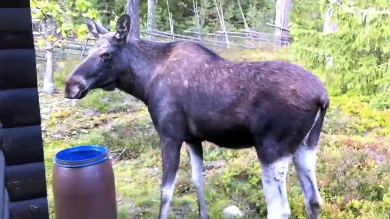 The Moose is Loose - Moo