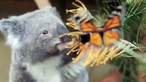 Cute Koalas Playing  Funny Pets]