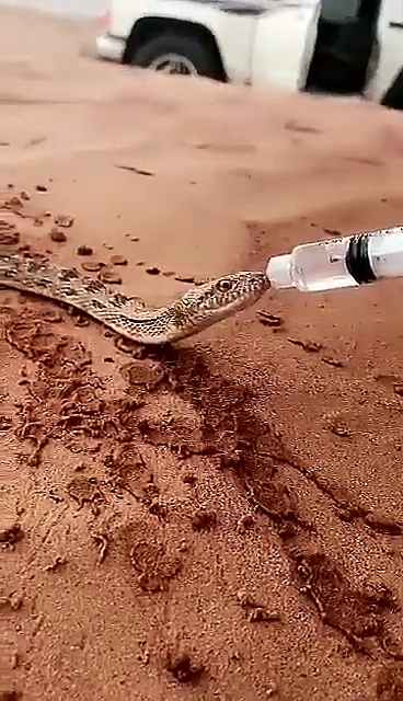 Snake Drinking Water
