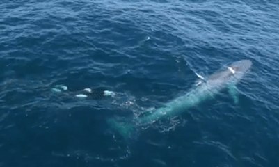 Télécharger la video: Killer Whales Charge Blue Whale Near Monterey, California