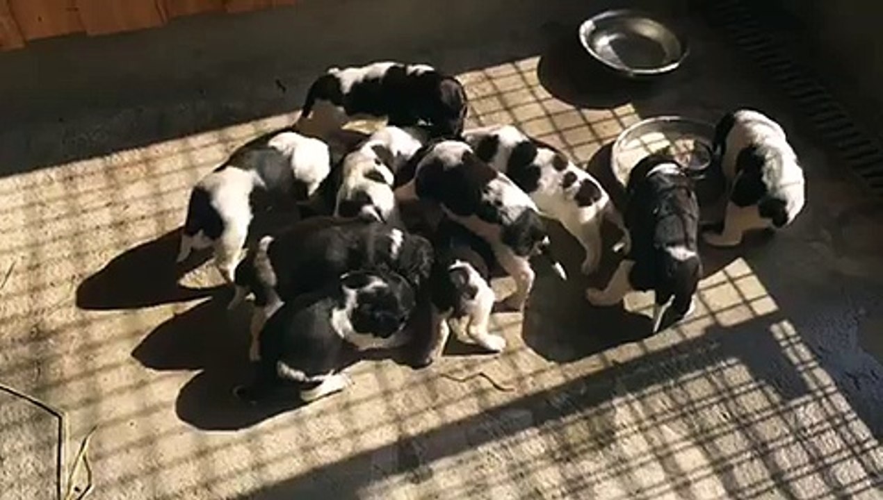 F-Wurf von der Wallmühle, Brei-Frühstück