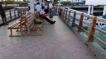 Sea lion sleeping on a bench in the Galapagos Islands