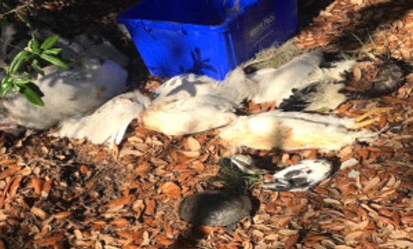 Şizofreniden Kurtulmak İçin Ayin Yapıp Hayvanların Kafasını Kestiler