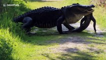 Huge alligator eats smaller alligator in Florida