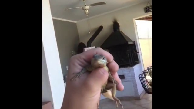 Cet enfoiré balance un gros lézard sur sa copine pour lui faire peur