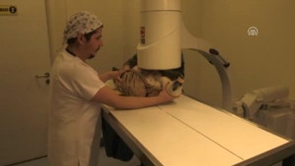 Yaralı Halde Bulunan Kızıl Akbaba Ameliyat Edildi