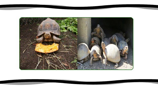 Few Facts about Russian Tortoises