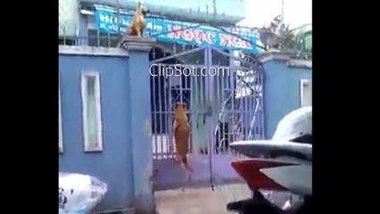 Dogs climb through the gate like spies - 犬はスパイのように門を登る - जासूसों की तरह द्वार के माध्यम से कुत्तों की चढ़ाई होती है