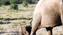 Elephants fo Kids - Wild Animals Video for Children - Elephants