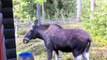 The Moose is Loose - Moose Video fo Kids - Wild Ani