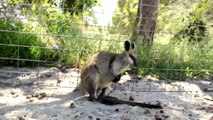 Kangaroos  Funny Kangaroos Playng [Funny Pets]