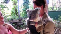 Cute Koalas Playing  Funny Koala ears [Funny Pets]