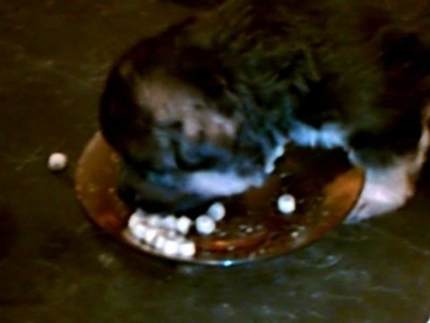 1er repas des chiots (TJ X TILOU)