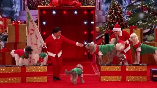 Olate Dogs - Dogs Do Flips and Perform Holiday Tricks - Ameri