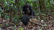 Disneynature - SCHIMPANSEN - Filmclip - Nüsse knacken-D7zEZ5mUTec