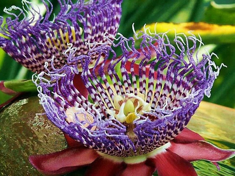 beauty of nature