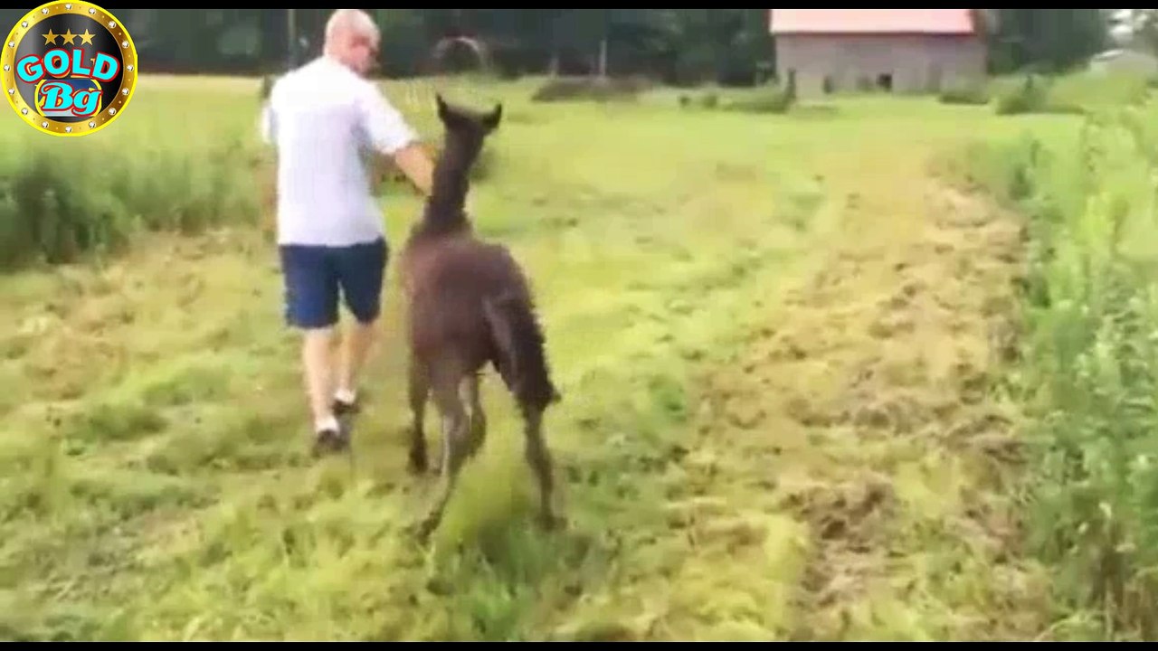Почеши коня
