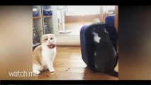 Ultimate Funny GIFS ompilation _ New Funny GIFS with Sound