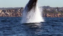 D'incroyables sauts de baleines