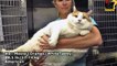 The World's Fattest Cats ★★  GUINNESS WORLD RECORDS★★-pgLzN6KRT1k