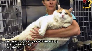 The World's Fattest Cats ★★  GUINNESS WORLD RECORDS★★-pgLzN6KRT1k