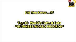 The World's Fattest Cats ★★  GUINNESS WORLD RECORDS★★-pgLzN6KRT1k