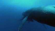 Las ballenas sólo han sido gigantes en el pasado reciente