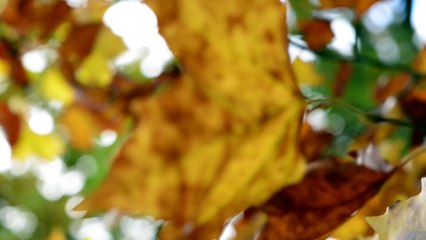 Comatose (Ayreon) covered by Kiri Geile