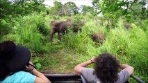 Elephants for Kids - Wild Animals Videqqo for Children - Elephants Playing