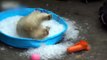 Cute Bear Cubs  Fdby Bears Playing [Funny Pets]