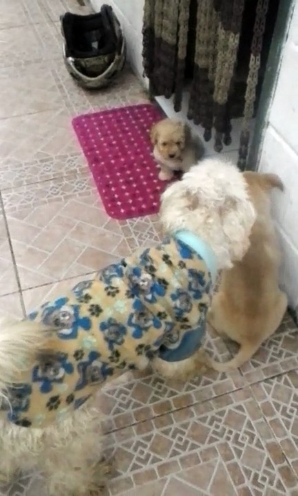 BRINCANDO COM FILHOTES