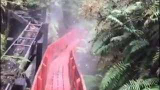 Amazing Bridge In Forest
