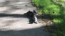 4 bébé écureuils se retrouvent coincés ensemble par la queue... Incroyable