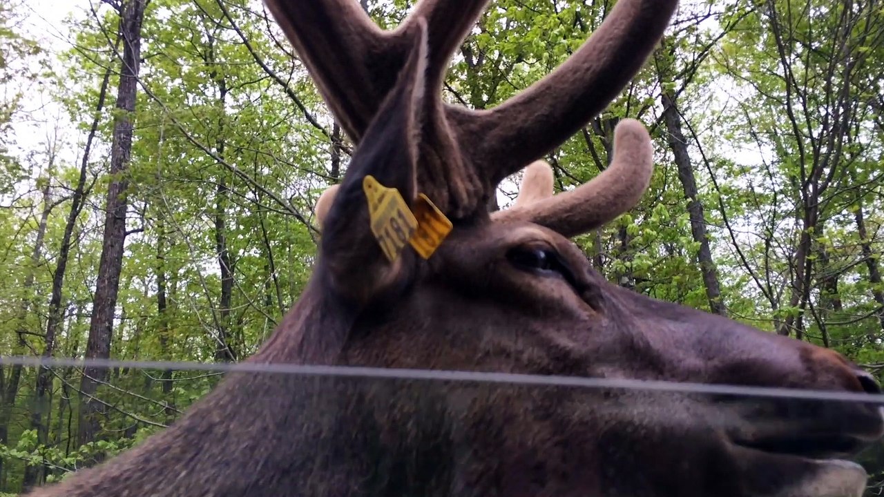 Parc Omega