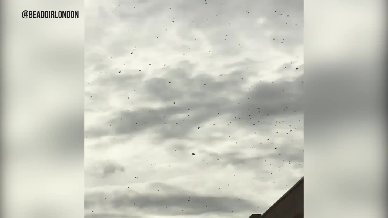 Bee infestation in Greenwich stops traffic, causes chaos