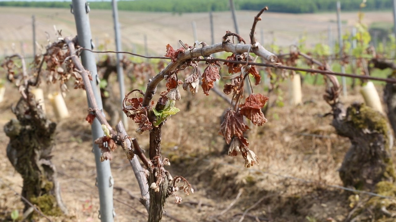 Bourgogne : retour dans les vignes, un mois après le gel