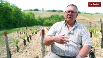 Bourgogne : retour dans les vignes, un mois après le gel