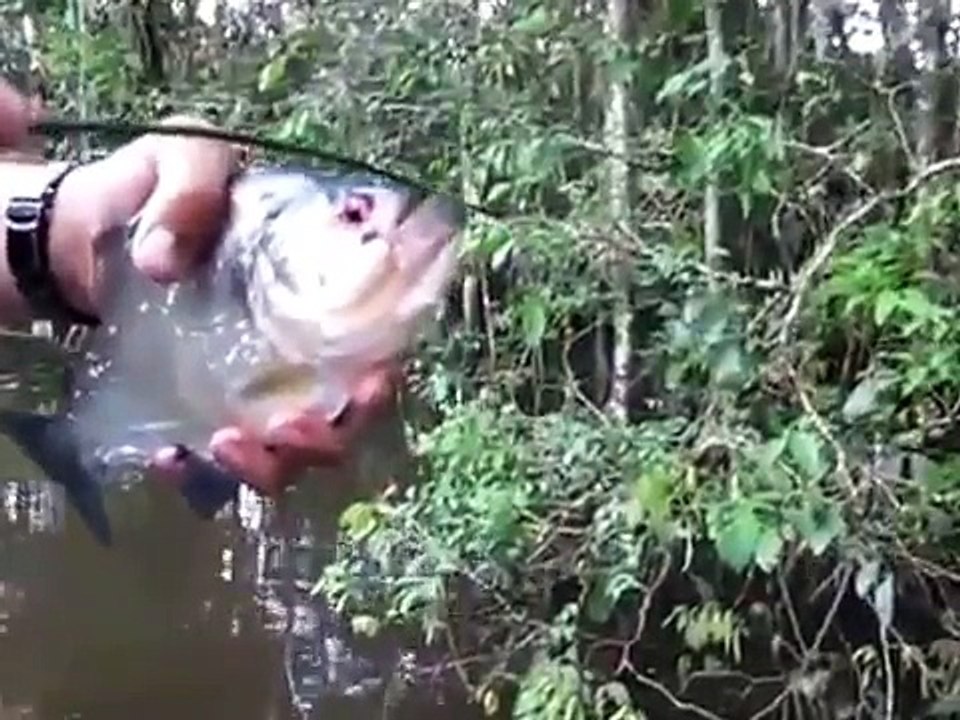 Hungry piranha