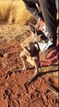 Ce bébé kangourou se dégourdit les jambes... TROP MIGNON