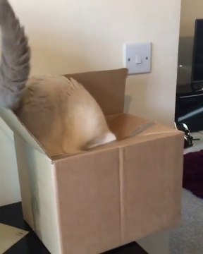 Ce chat rentre dans la boite... ET TOMBE !!! LAMENTABLE LOL