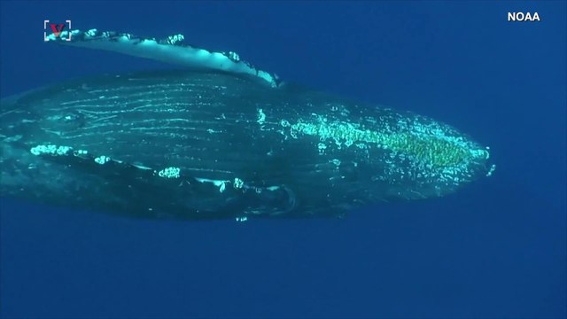 The World's Largest Animal May Still Be Getting Bigger