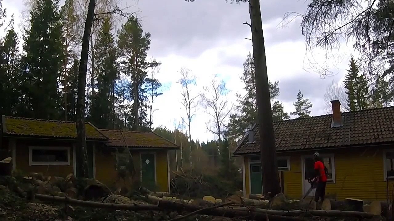 Un bucheron essaye d'abattre un arbre entre deux maisons